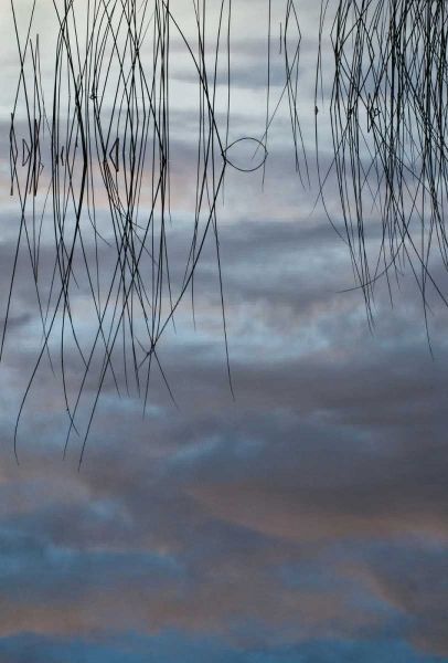 MI, Cloud reflections and reeds in Thornton Lake